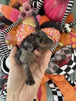 Soliel, a female Miniature Schnauzer for sale in Crawfordville, FL – Photo 2 of 10