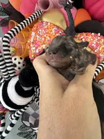 Soliel, a female Miniature Schnauzer for sale in Crawfordville, FL – Photo 4 of 10