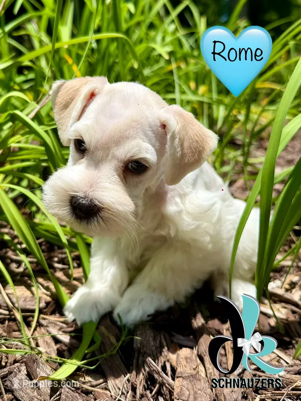 Rome – Miniature Schnauzer puppy for sale in Crawfordville, FL