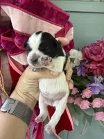 Thelma, a female Miniature Schnauzer for sale in Crawfordville, FL – 4 of 5