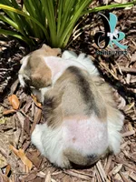 Barolo, a male Miniature Schnauzer for sale in Crawfordville, FL – 5 of 7