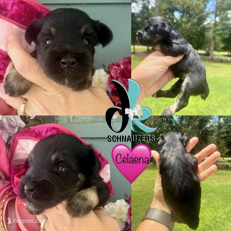 Celaena – Miniature Schnauzer puppy for sale in Crawfordville, FL