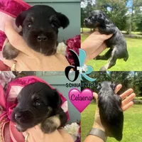 Celaena, a female Miniature Schnauzer for sale in Crawfordville, FL – 1 of 6