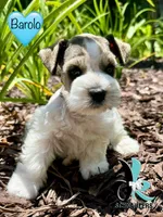 Barolo, a male Miniature Schnauzer for sale in Crawfordville, FL – 4 of 7