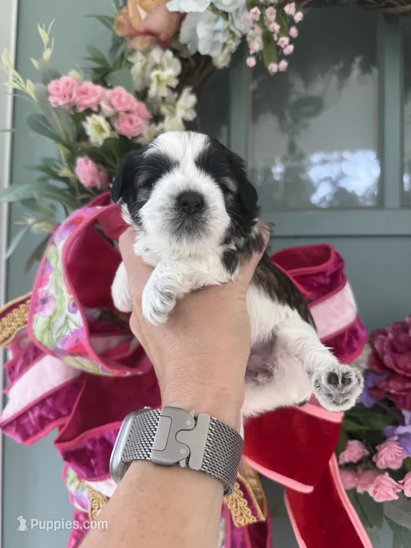 Thelma – Miniature Schnauzer puppy for sale in Crawfordville, FL