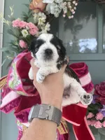 Thelma, a female Miniature Schnauzer for sale in Crawfordville, FL – 1 of 9