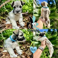 Nox, a male Miniature Schnauzer for sale in Crawfordville, FL – 2 of 7