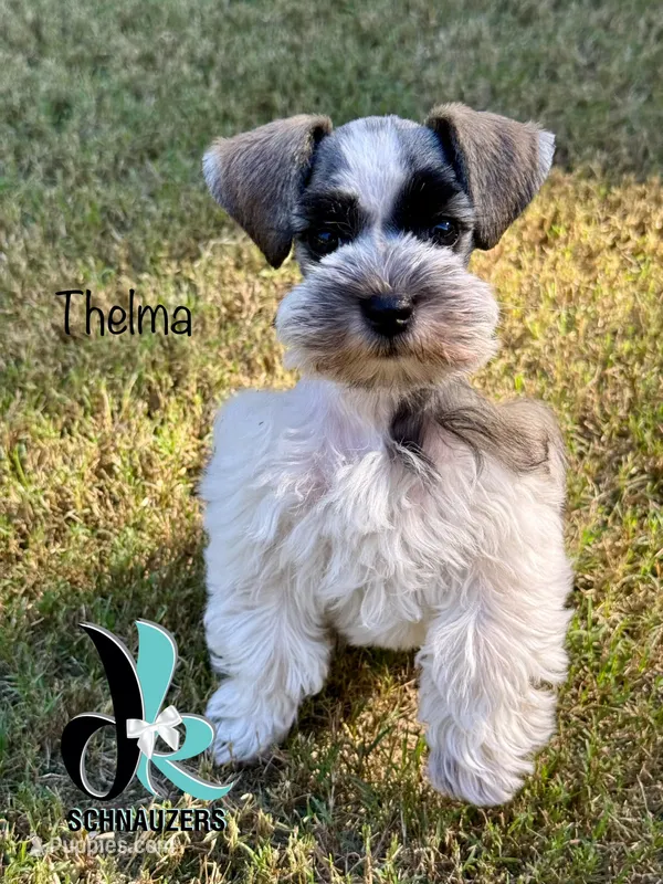 Thelma – Miniature Schnauzer puppy for sale in Crawfordville, FL