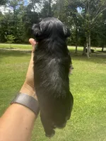 Cain, a male Miniature Schnauzer for sale in Crawfordville, FL – 4 of 5
