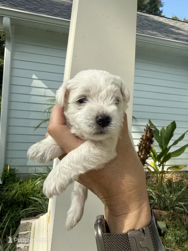 Louise – Miniature Schnauzer puppy for sale in Crawfordville, FL