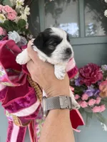 Thelma, a female Miniature Schnauzer for sale in Crawfordville, FL – 2 of 9