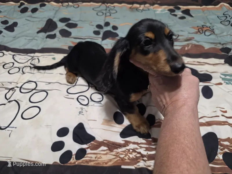 Valerie – Miniature Dachshund puppy for sale in Arab, AL