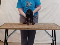 Andy, a male American Black and Tan Coonhound for sale in Arab, AL – 3 of 5