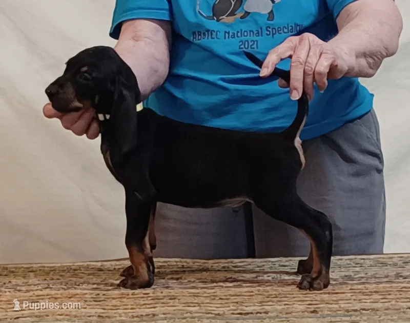 Devon – American Black and Tan Coonhound puppy for sale in Arab, AL