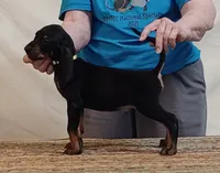 Devon, a male American Black and Tan Coonhound for sale in Arab, AL – 1 of 3