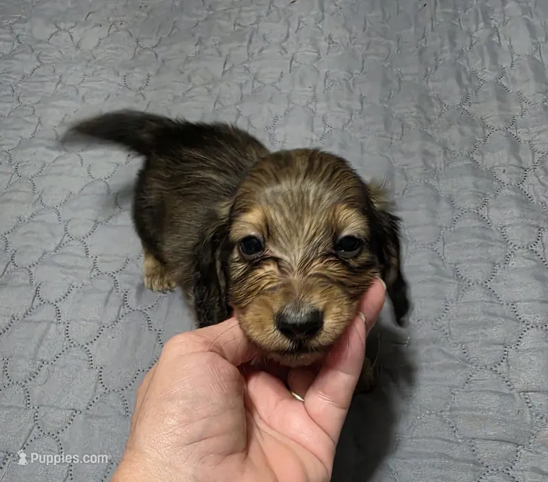 Benny – Miniature Dachshund puppy for sale in Arab, AL