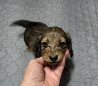 Benny, a male Miniature Dachshund for sale in Arab, AL – 1 of 7