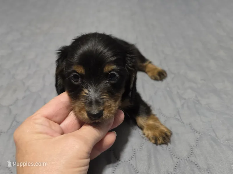 Valerie – Miniature Dachshund puppy for sale in Arab, AL