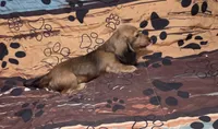 Benny, a male Miniature Dachshund for sale in Arab, AL – 10 of 10