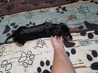 Valerie, a female Miniature Dachshund for sale in Arab, AL – 6 of 6