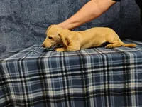 Snowball, a female Miniature Dachshund for sale in Arab, AL – Photo 6 of 7