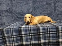 Snowball, a female Miniature Dachshund for sale in Arab, AL – Photo 5 of 7