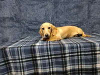 Snowball, a female Miniature Dachshund for sale in Arab, AL – Photo 3 of 7