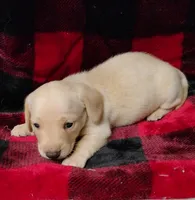 Snowball, a female Miniature Dachshund for sale in Arab, AL – Photo 8 of 10