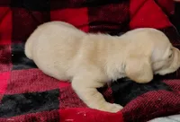 Snowball, a female Miniature Dachshund for sale in Arab, AL – Photo 2 of 10