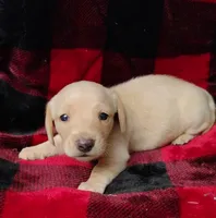 Snowball, a female Miniature Dachshund for sale in Arab, AL – Photo 1 of 10