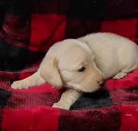 Snowball, a female Miniature Dachshund for sale in Arab, AL – Photo 10 of 10