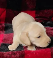 Snowball, a female Miniature Dachshund for sale in Arab, AL – Photo 3 of 10