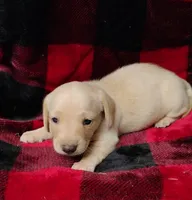 Snowball, a female Miniature Dachshund for sale in Arab, AL – Photo 6 of 10