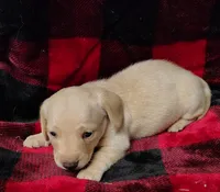 Snowball, a female Miniature Dachshund for sale in Arab, AL – Photo 7 of 10