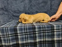 Snowball, a female Miniature Dachshund for sale in Arab, AL – Photo 7 of 7