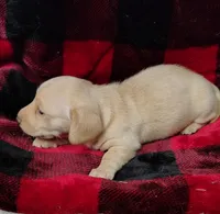 Snowball, a female Miniature Dachshund for sale in Arab, AL – Photo 5 of 10