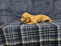 Snowball, a female Miniature Dachshund for sale in Arab, AL – Photo 2 of 7