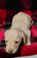 Snowball, a female Miniature Dachshund for sale in Arab, AL – Photo 4 of 10