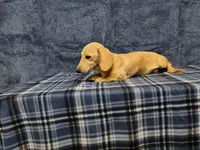 Snowball, a female Miniature Dachshund for sale in Arab, AL – Photo 4 of 7