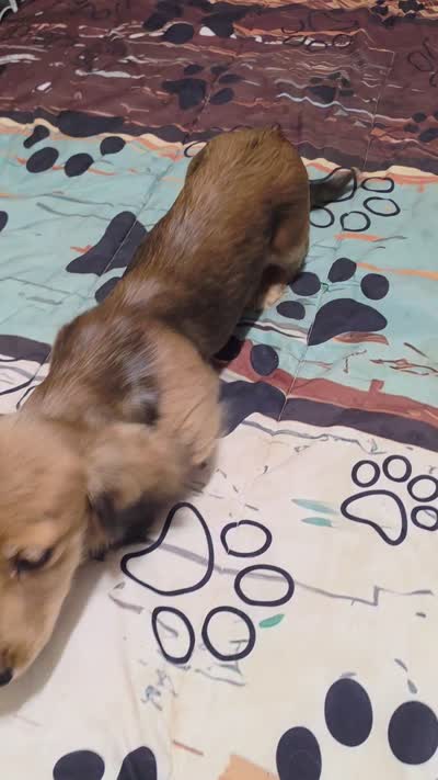 Benny, a male Miniature Dachshund for sale in Arab, AL – 2 of 10