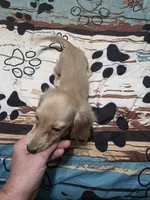 Little bit, a female Miniature Dachshund for sale in Arab, AL – 4 of 10