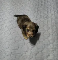Benny, a male Miniature Dachshund for sale in Arab, AL – 4 of 7
