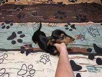 Dora, a female Miniature Dachshund for sale in Arab, AL – 4 of 6