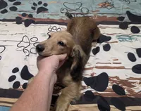 Benny, a male Miniature Dachshund for sale in Arab, AL – 7 of 10