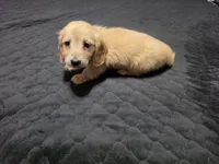 Bear, a male Miniature Dachshund for sale in Arab, AL – 7 of 9