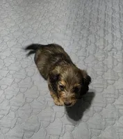 Benny, a male Miniature Dachshund for sale in Arab, AL – 5 of 7