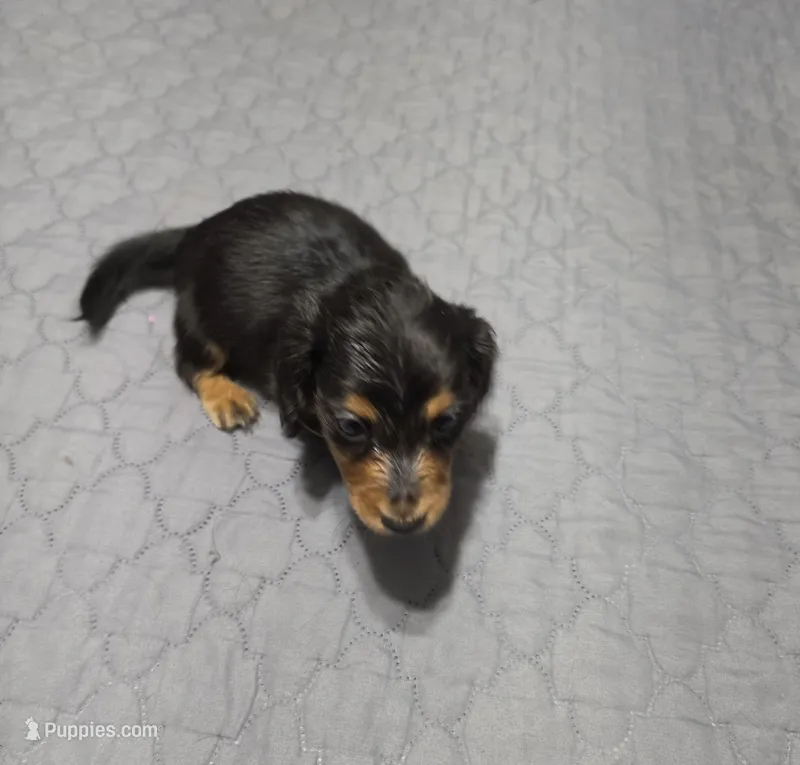 Dora – Miniature Dachshund puppy for sale in Arab, AL