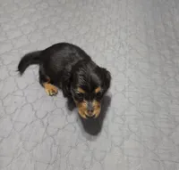 Dora, a female Miniature Dachshund for sale in Arab, AL – 1 of 7