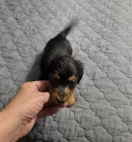 Dora, a female Miniature Dachshund for sale in Arab, AL – 7 of 7