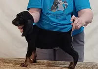 Barny, a male American Black and Tan Coonhound for sale in Arab, AL – 2 of 5